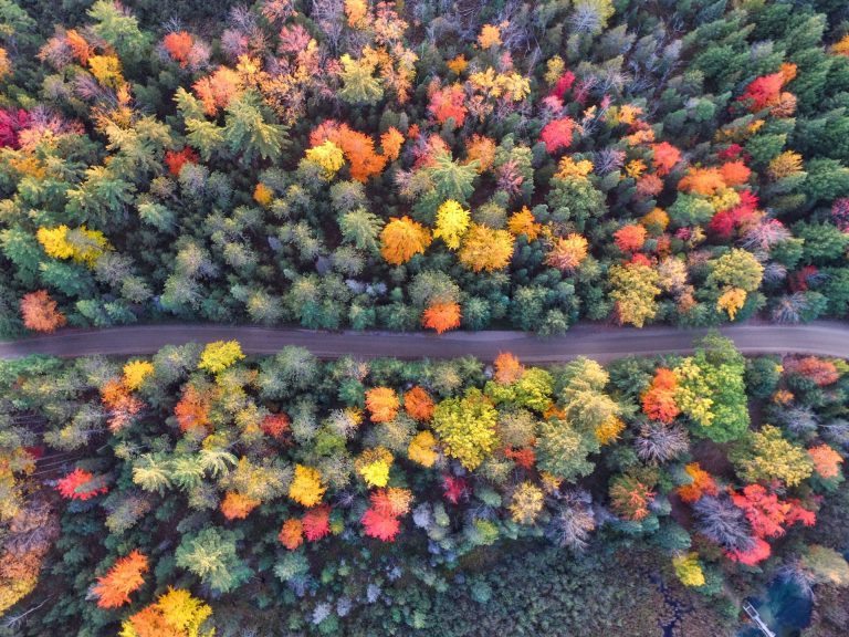 An aerial shot of the Fall colored trees in a forest near Wintergreen, VA with a road going through the trees.